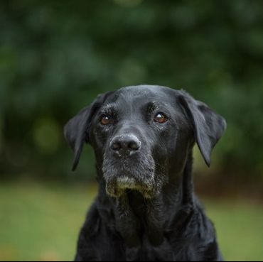 Dog sense Andy