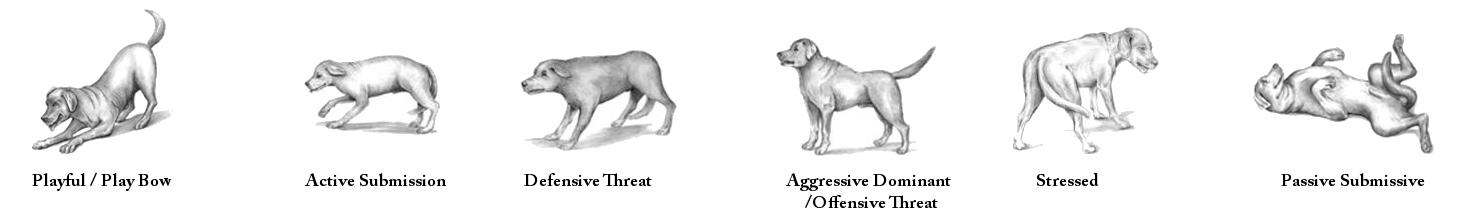 Dog postures