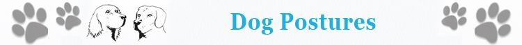 Dog posture
